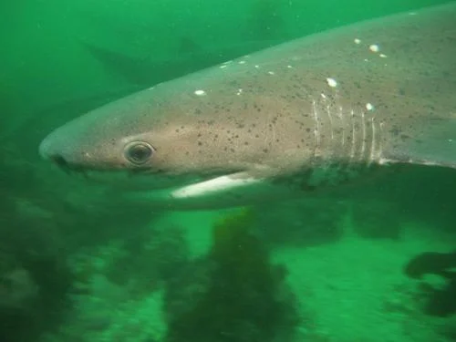 Sevengill Shark