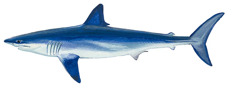 Shortfin mako Shark