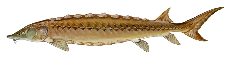 Shortnose Sturgeon