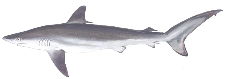 Silky Shark