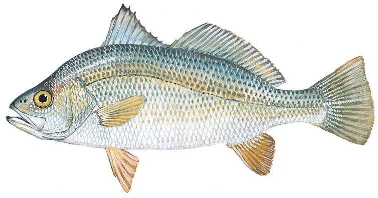 Silver Perch
