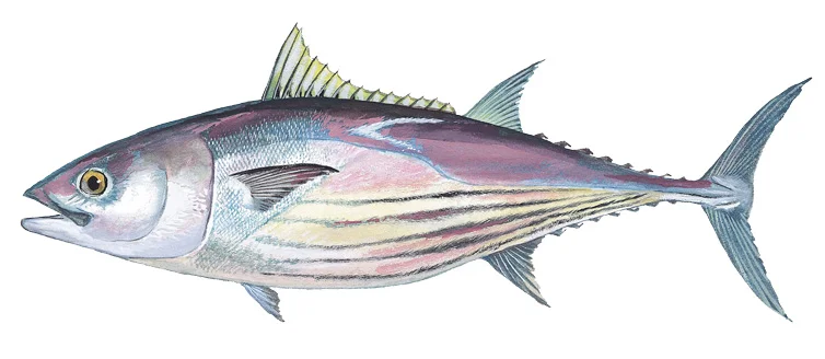 Skipjack Tuna