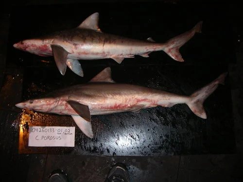 Smalltail Shark