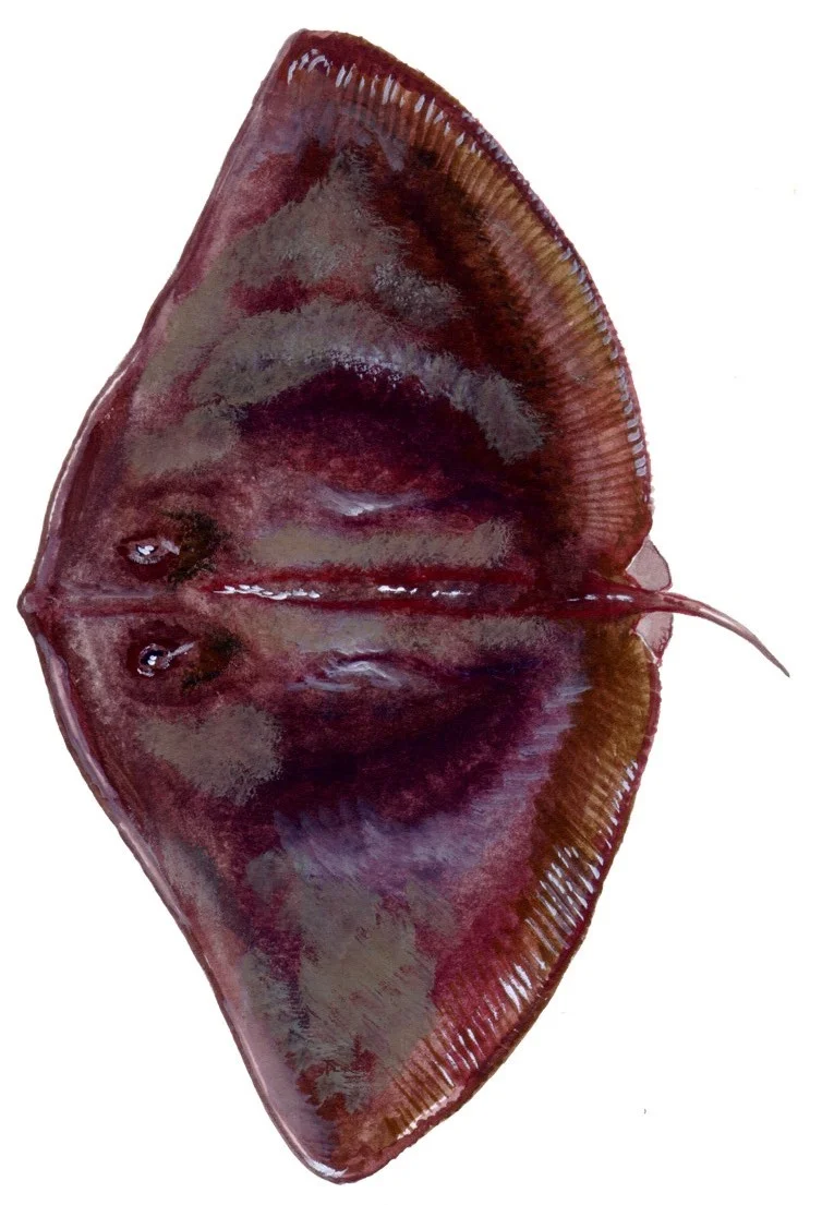 Smooth Butterfly Ray