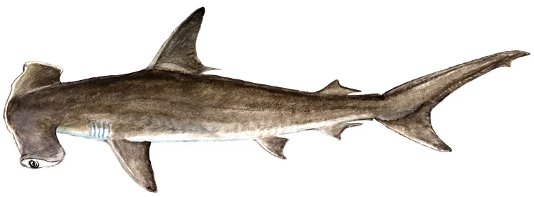 Smooth Hammerhead Shark