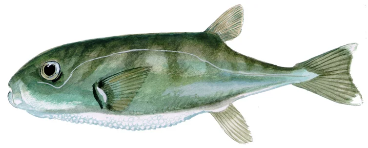 Smooth Puffer
