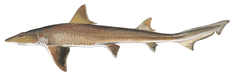 Smoothhound (Smooth Dogfish)