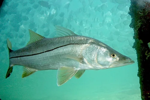 Snook