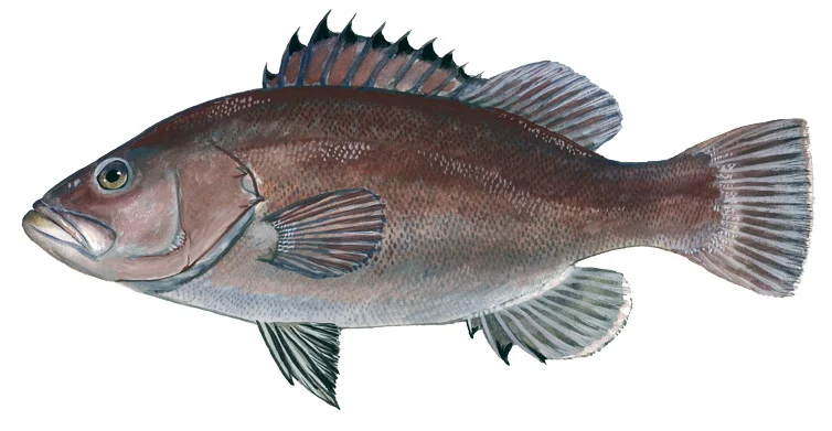Snowy Grouper