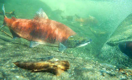 Sockeye Salmon