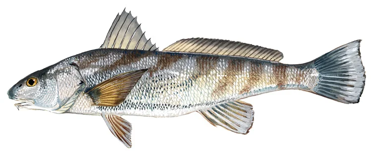 Southern kingfish