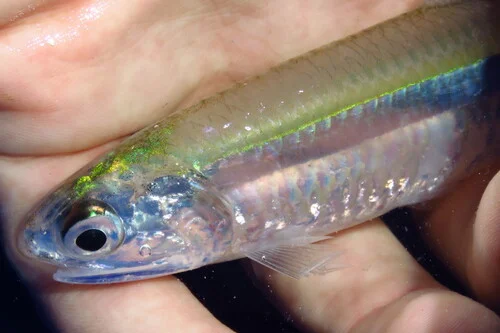 Striped Anchovy