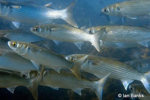 Striped Mullet