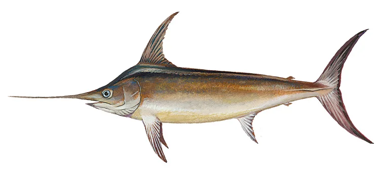 Swordfish