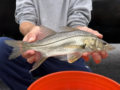 Swordspine Snook