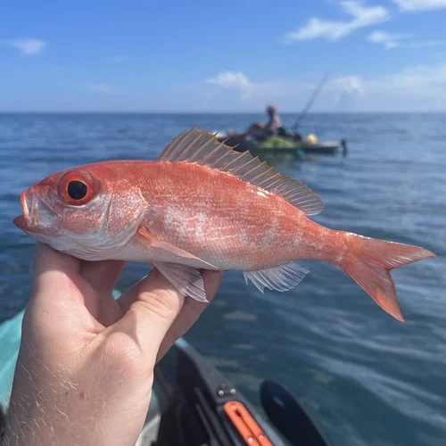 Vermilion Snapper