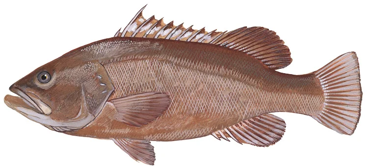 Warsaw Grouper