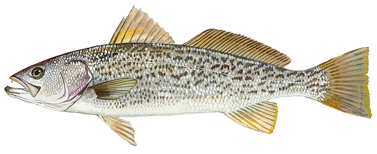 Weakfish