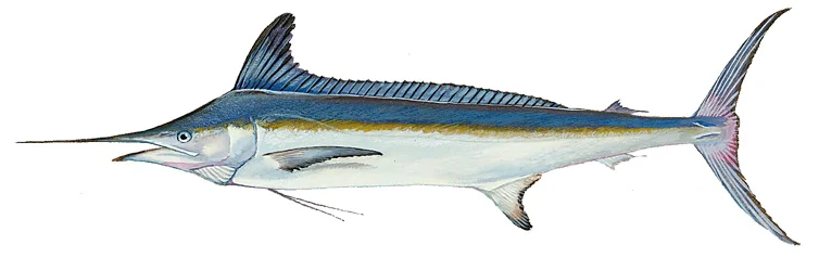 White Marlin
