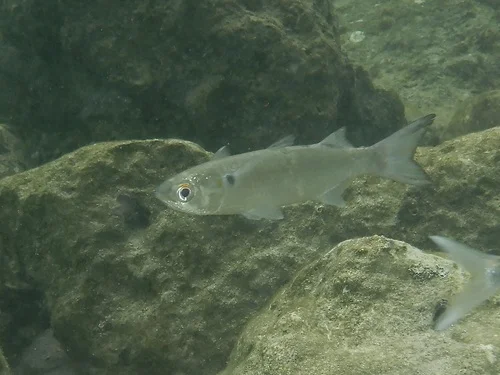 White Mullet (Silver Mullet)