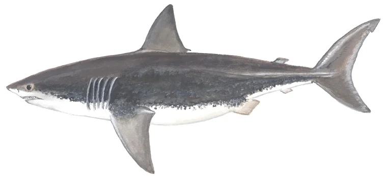 White Shark