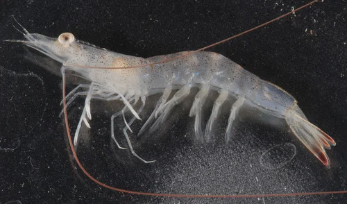 White Shrimp