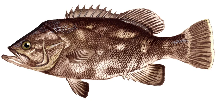 Wreckfish