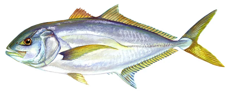 Yellow Jack