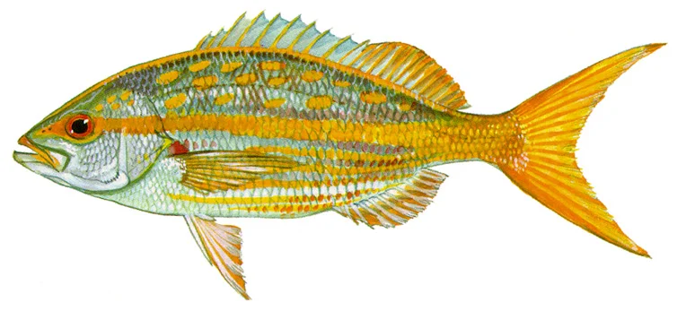 Yellowtail snapper