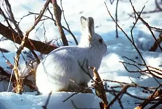 Alaska Hare