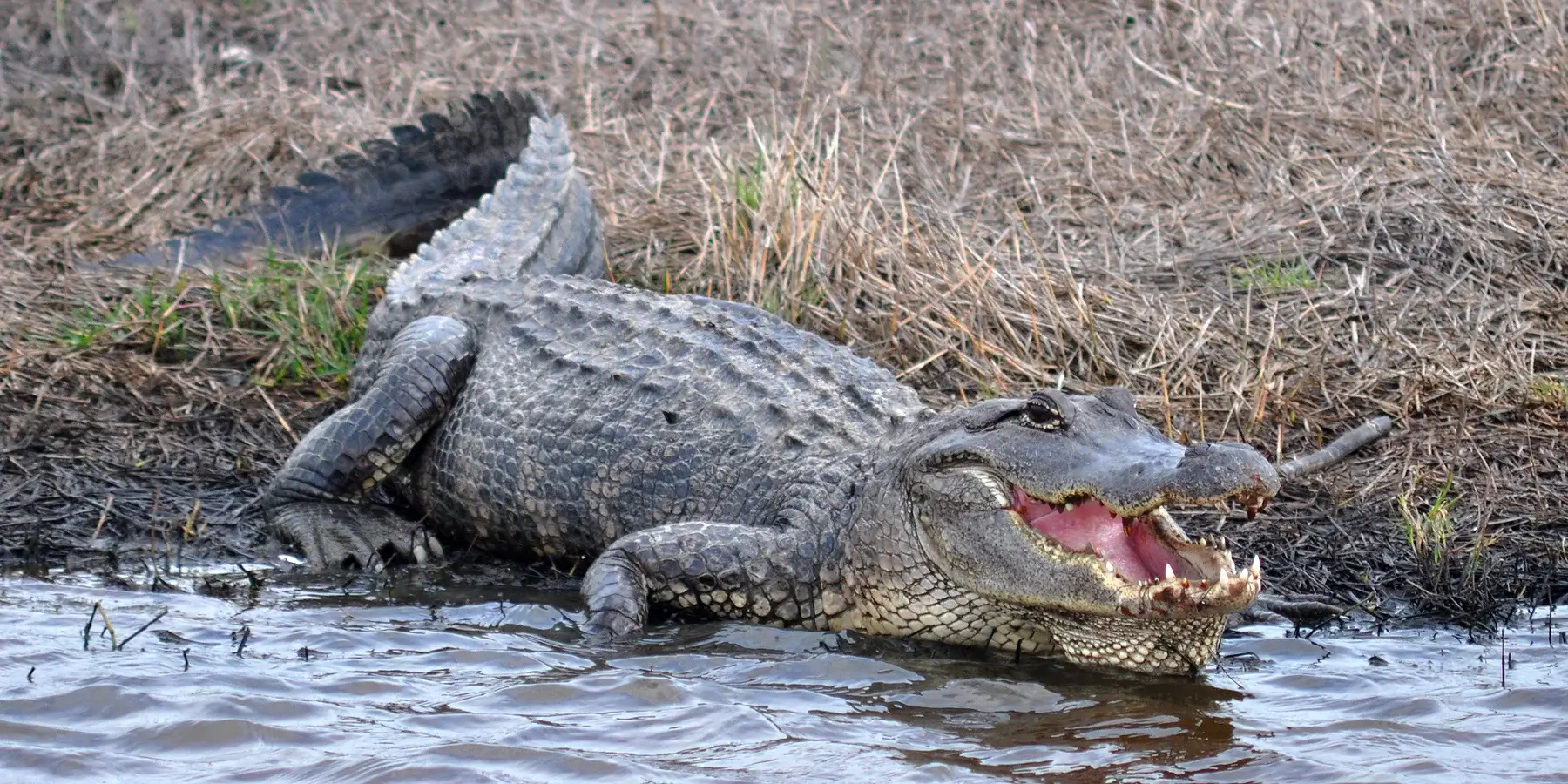American Alligator