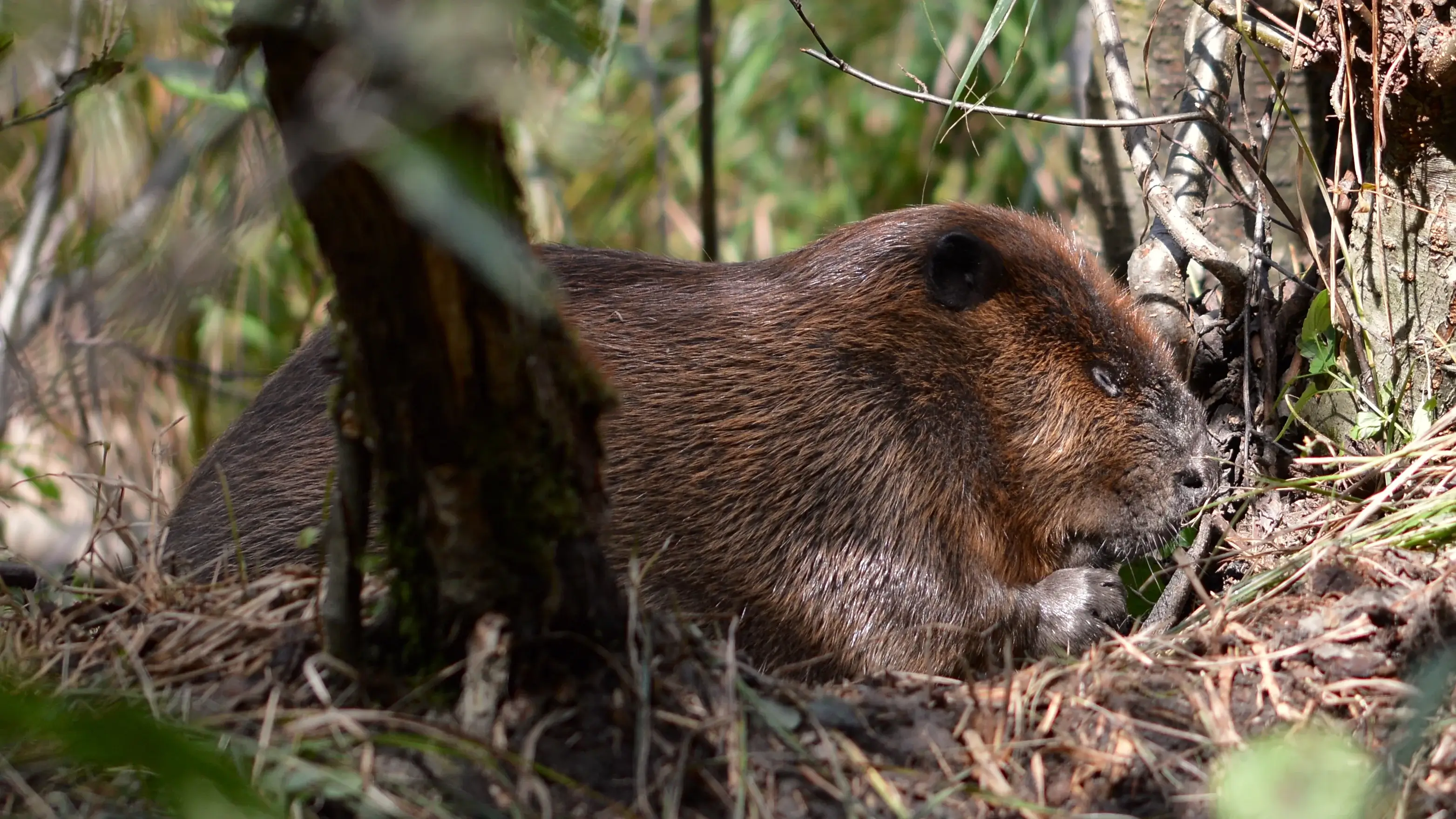 American Beaver