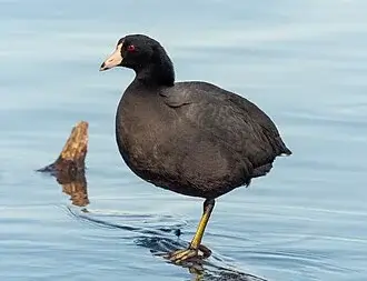 American Coot