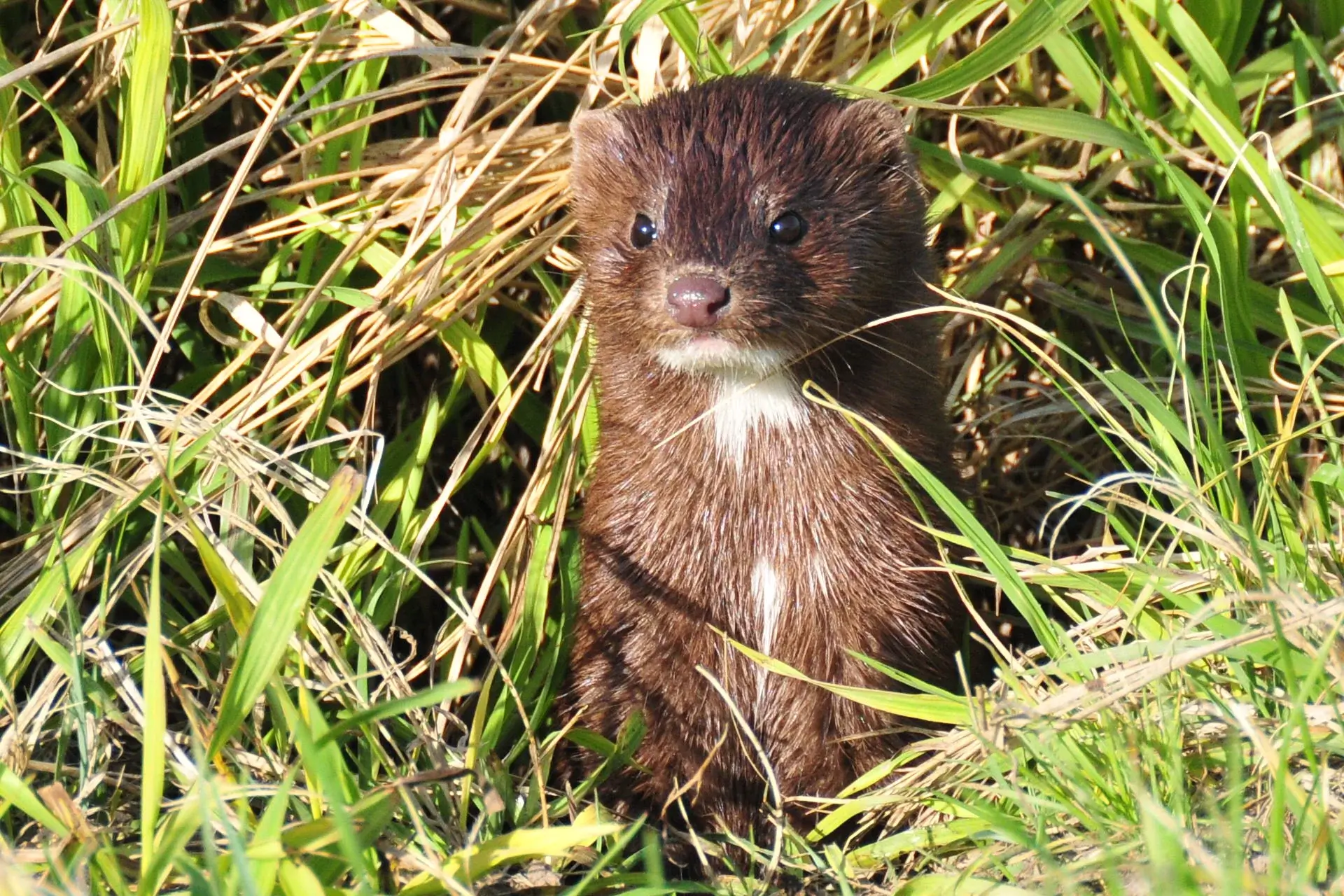 American Mink