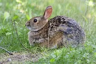 Appalachian Cottontail