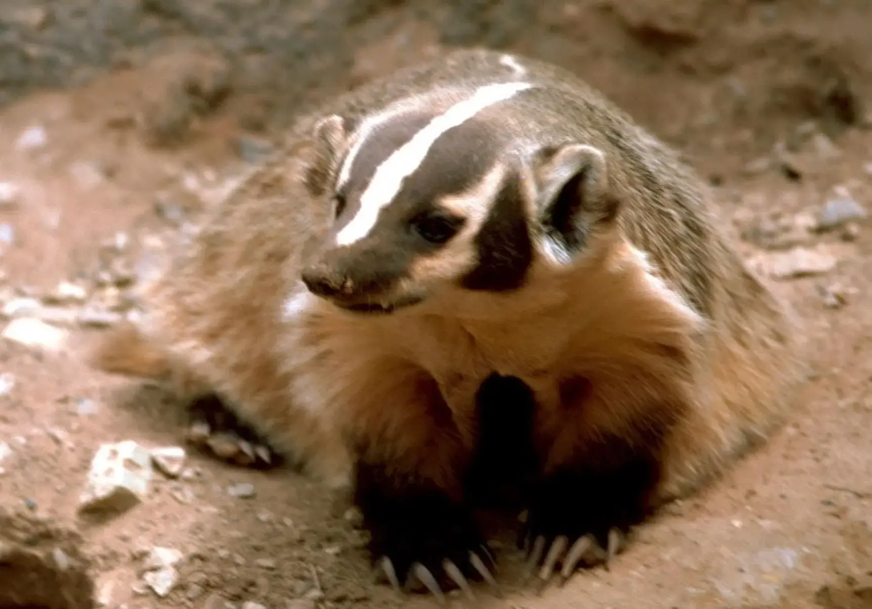 Badger