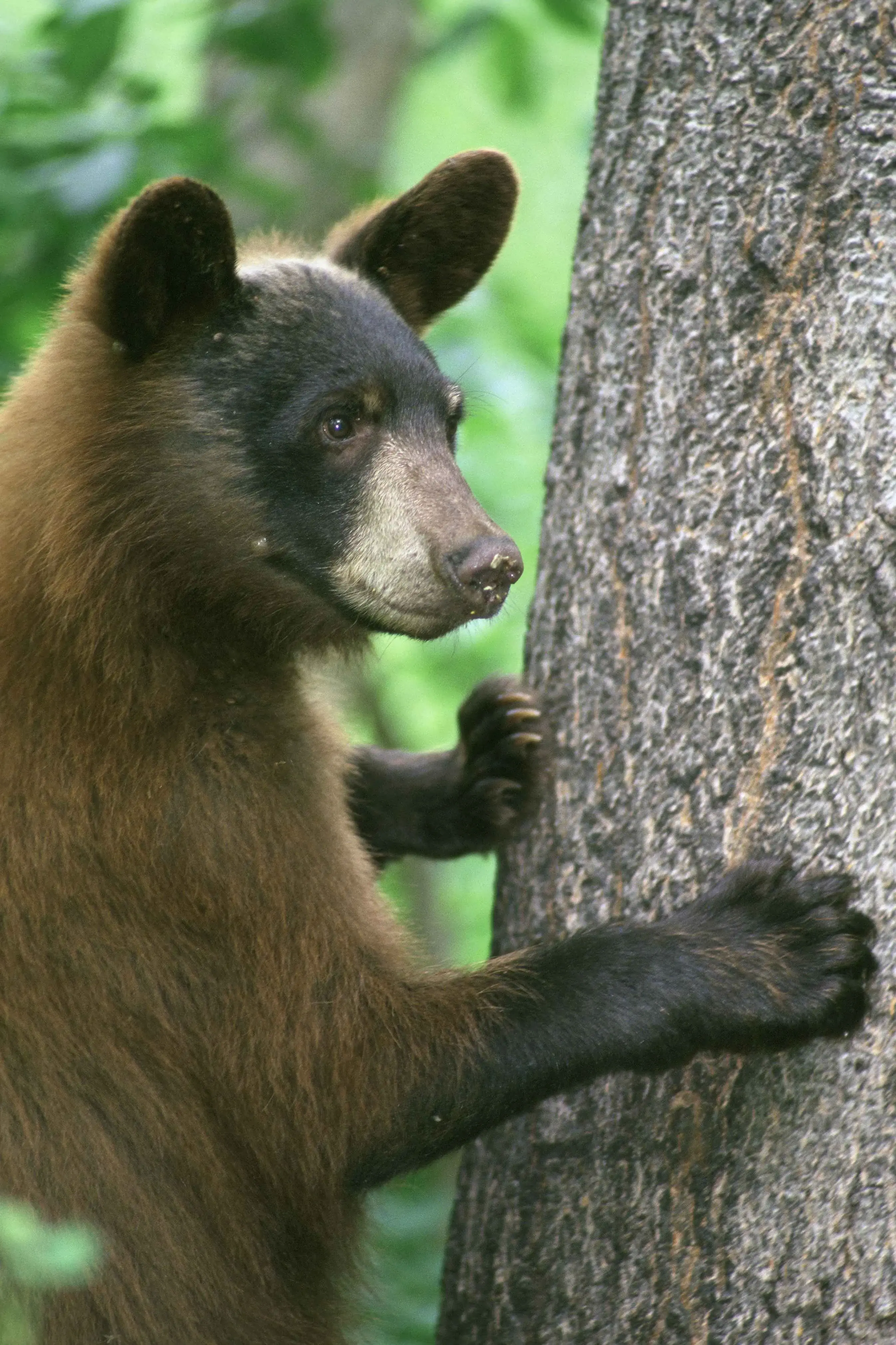 Black Bear