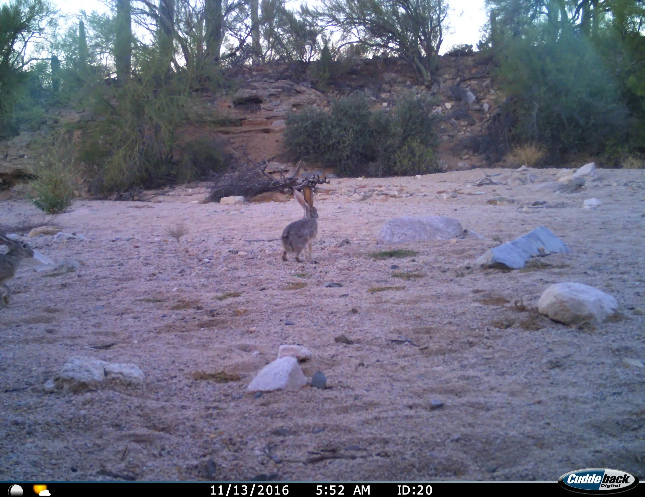 Black-tailed Jackrabbit