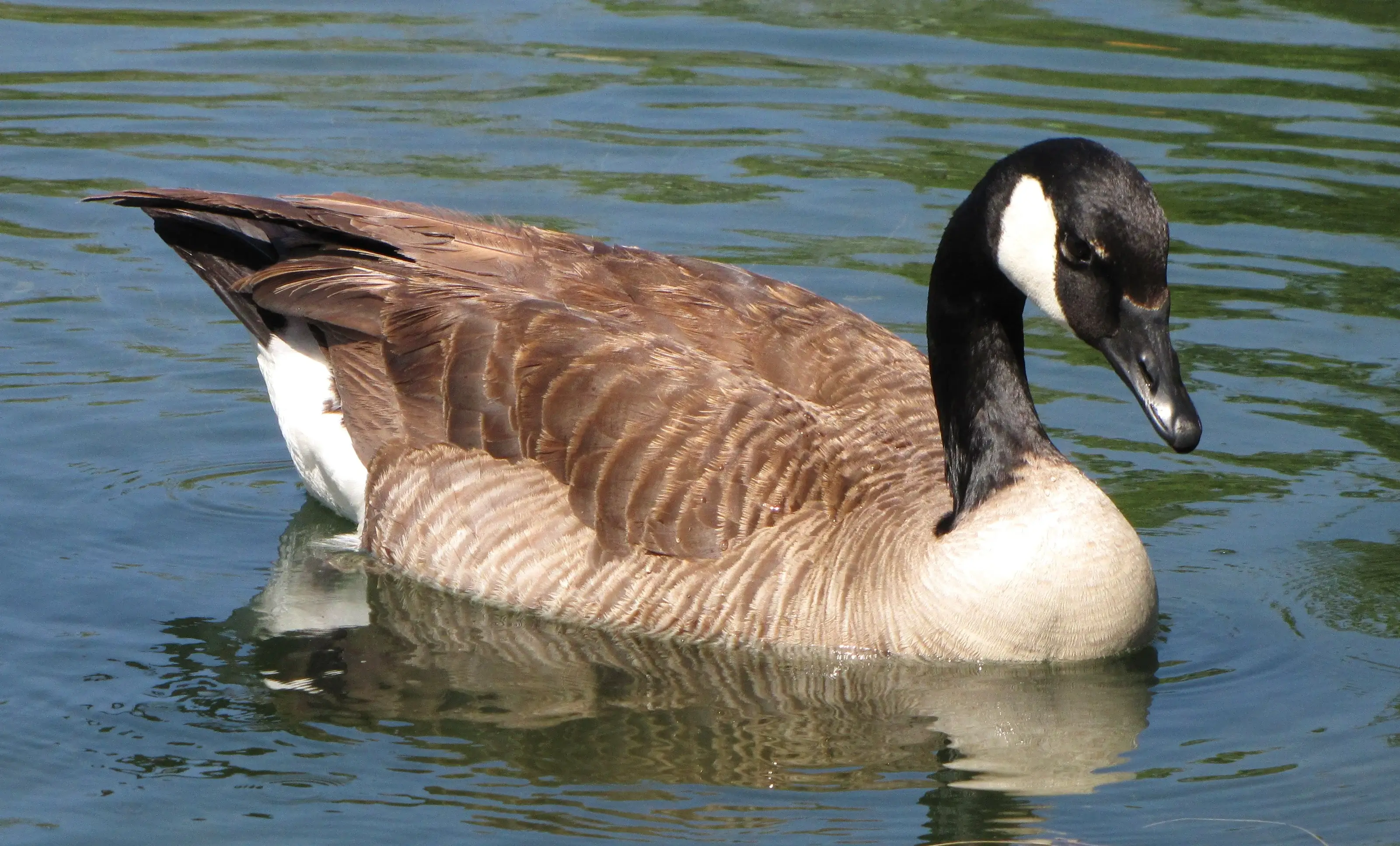 Canada Goose