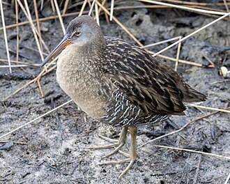 Clapper Rail