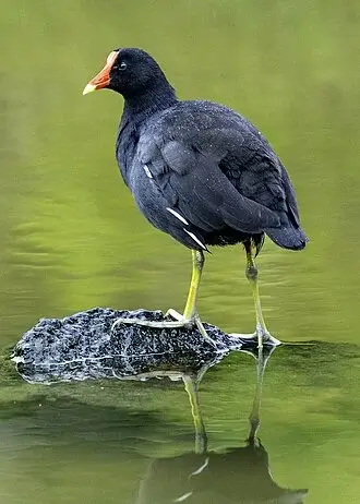 Common Gallinule
