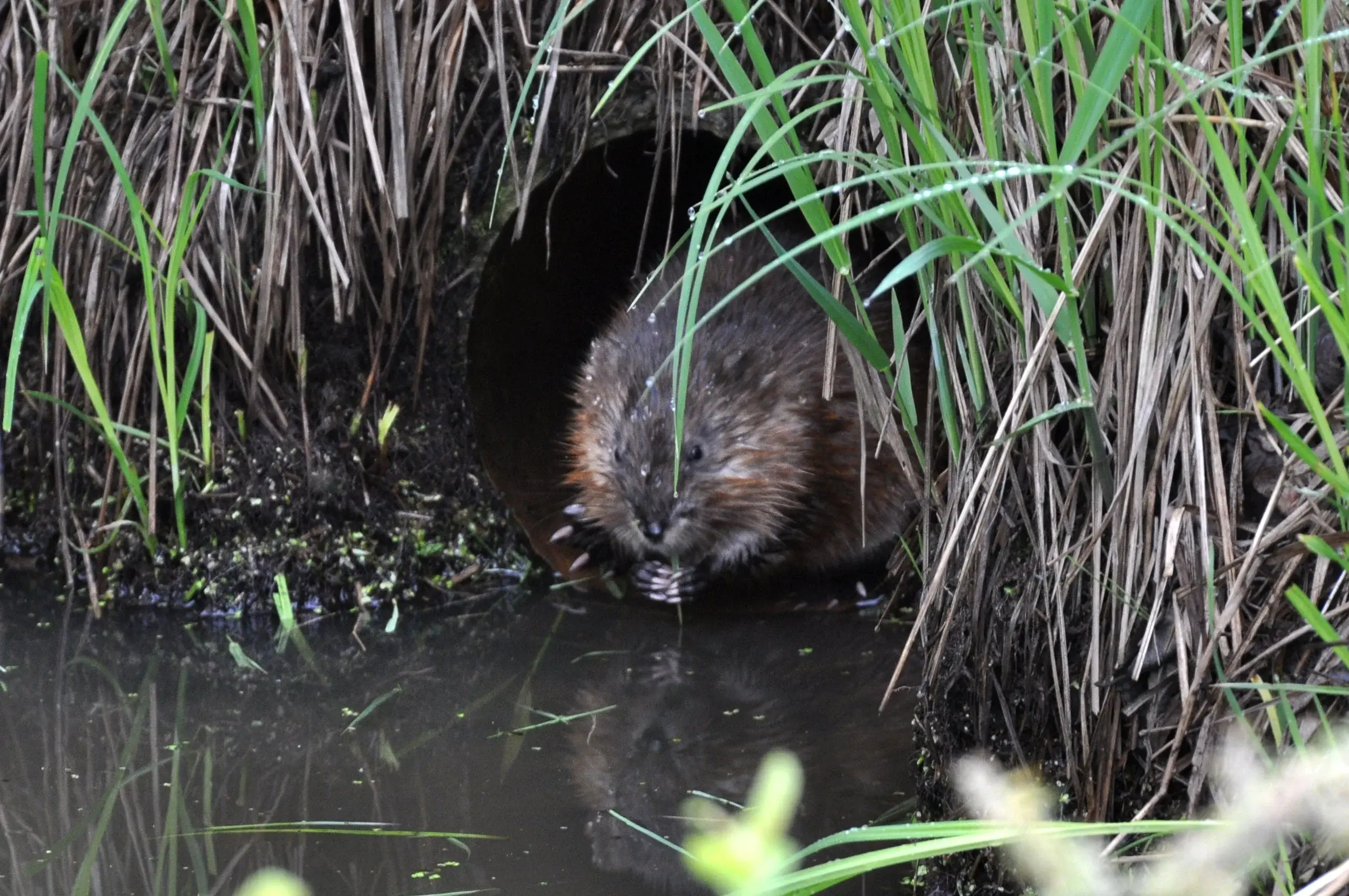 Common Muskrat