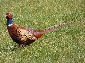 Ring-necked Pheasant