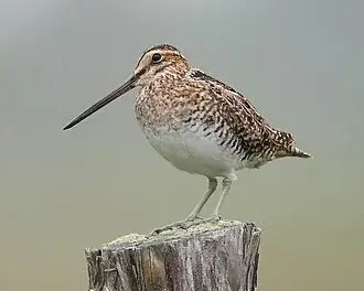 Common Snipe