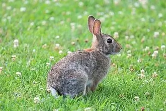 Eastern Cottontail