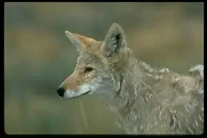 Coyote