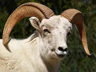 Dall Sheep