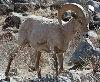 Desert Bighorn Sheep