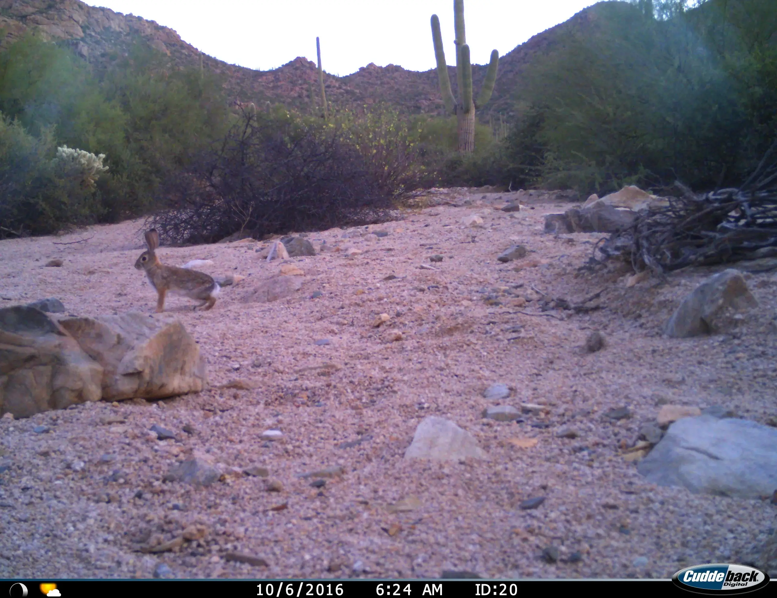 Desert Cottontail
