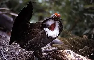 Dusky Grouse